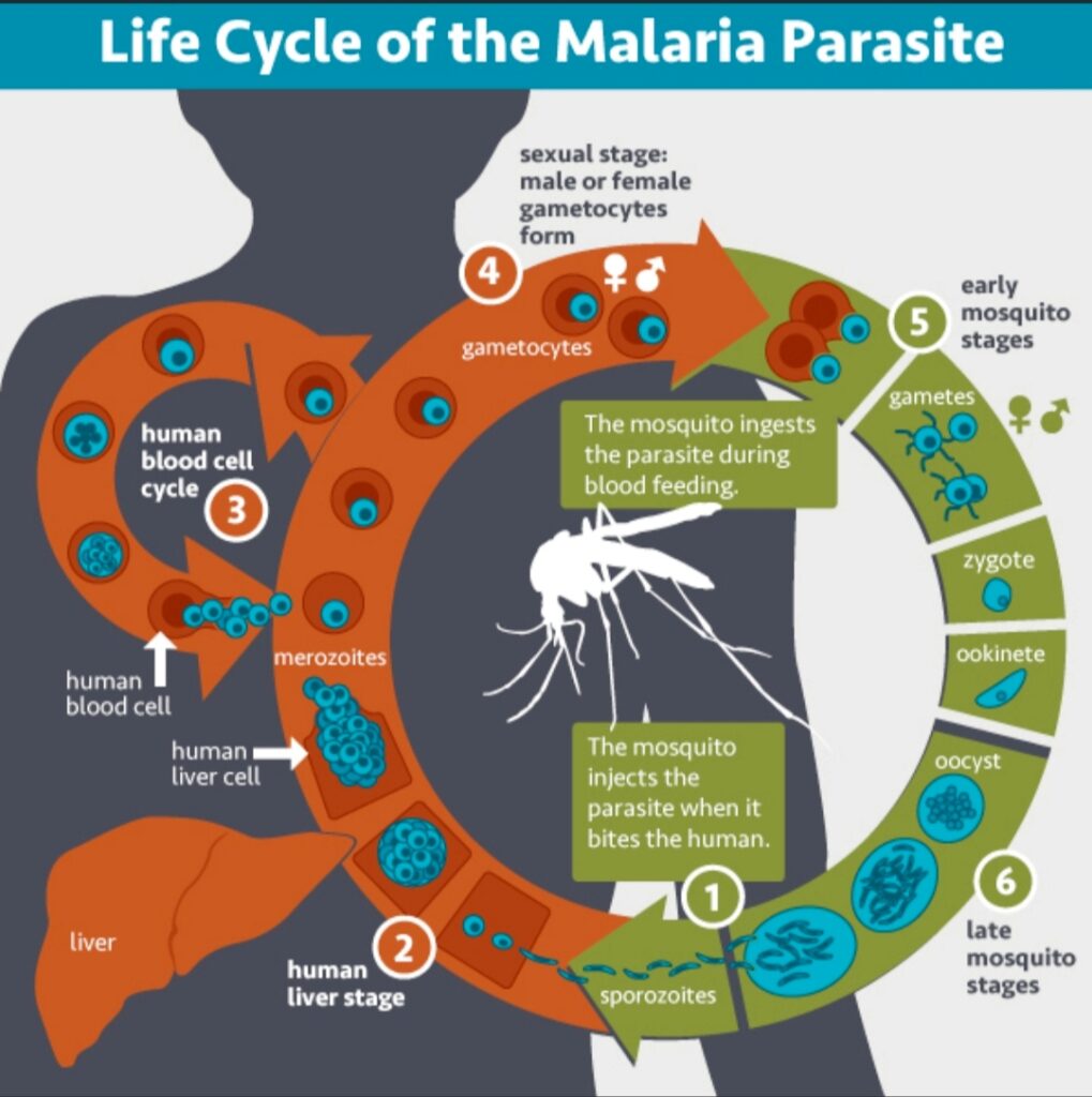 LIFE CYCLE