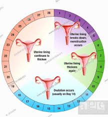 Menstrual Cycle