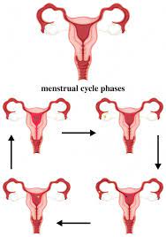 Menstrual Cycle