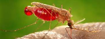 MALARIA MOSQUITO